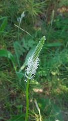 Plantago urvillei