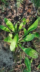 Plantago urvillei
