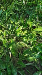 Plantago urvillei