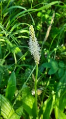 Plantago urvillei