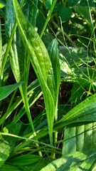 Plantago urvillei