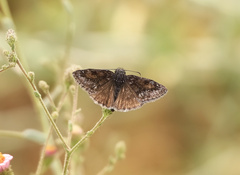 Erynnis afranius