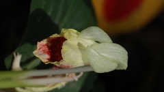 Boesenbergia kingii