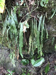 Asplenium griffithianum