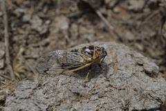 Cicadatra querula