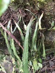 Asplenium griffithianum