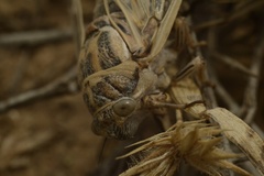 Cicadatra querula