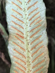 Asplenium griffithianum