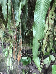Asplenium griffithianum