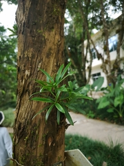 Podocarpus macrophyllus maki