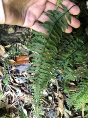 Hymenasplenium unilaterale