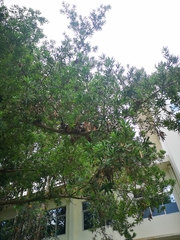 Podocarpus macrophyllus maki