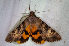 Catocala desdemona