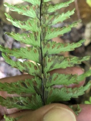 Hymenasplenium unilaterale