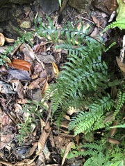 Hymenasplenium unilaterale