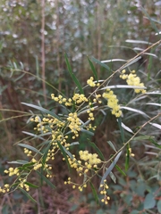 Acacia fimbriata