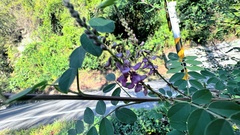 Indigofera pseudotinctoria