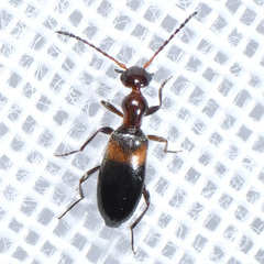 Ischyropalpus nitidulus