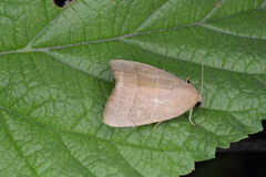 Bagisara rectifascia