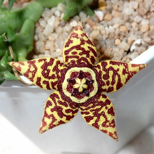 Orbea semota (N.E.Br.) L.C.Leach