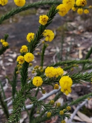 Acacia gordonii