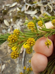 Acacia gordonii