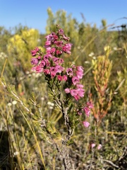 Erica elimensis