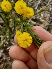 Acacia gordonii