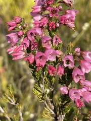 Erica elimensis