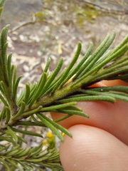 Acacia gordonii