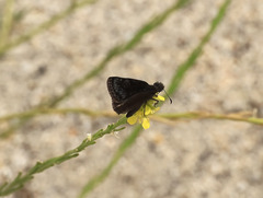 Erynnis pacuvius