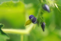 Solanum mammosum