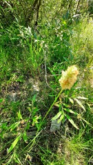 Phleum pratense