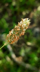 Phleum pratense
