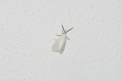 Pygarctia roseicapitis