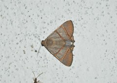 Eulepidotis juncida