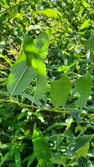 Salix gmelinii
