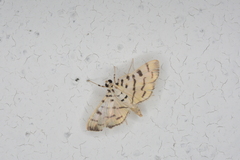 Dichocrocis sabatalis