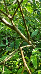 Salix gmelinii
