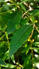 Salix gmelinii