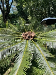 Cycas pectinata