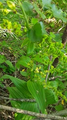 Veratrum lobelianum