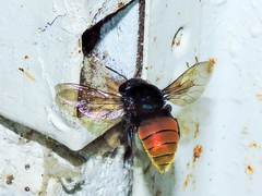 Eufriesea mexicana