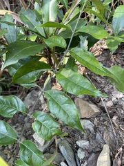 Coptosapelta diffusa