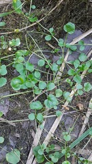 Cardamine dentata