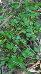 Cardamine dentata