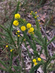 Acacia gordonii