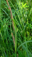 Carex aquatilis