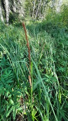 Carex aquatilis