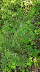 Juniperus communis